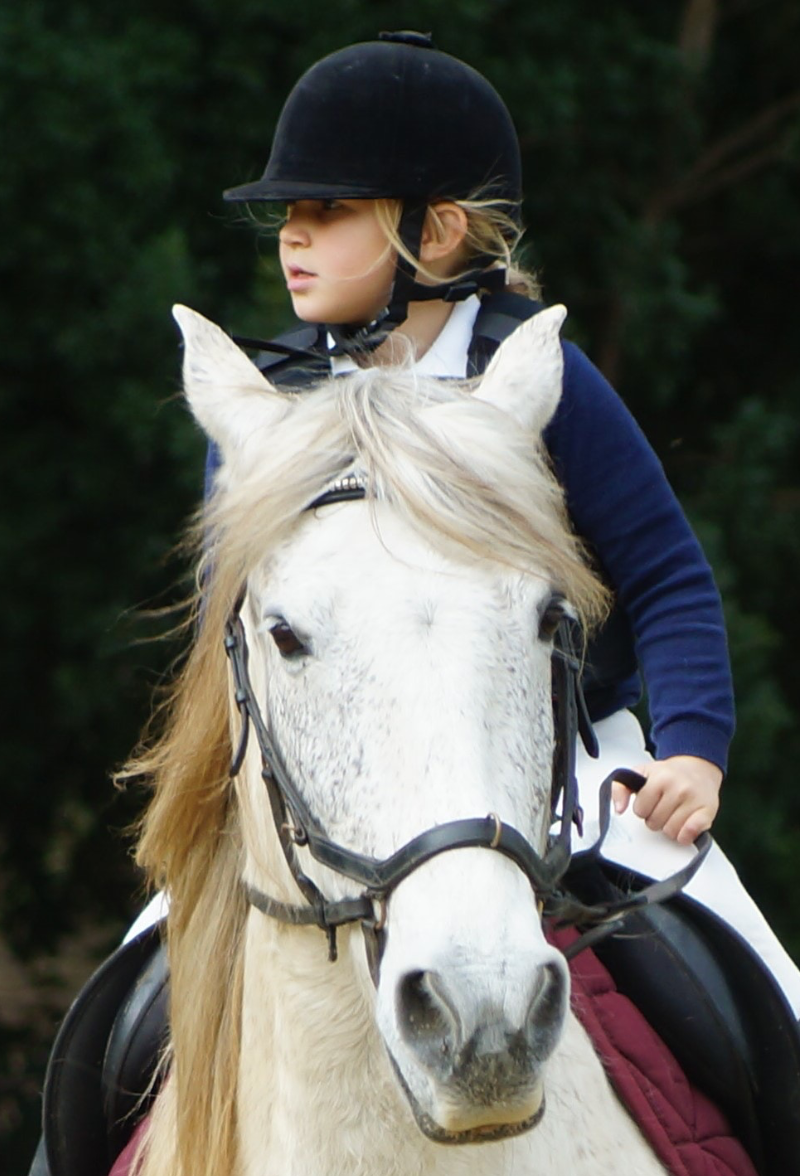 Horse riding protection and fitting Oldwick Saddlery