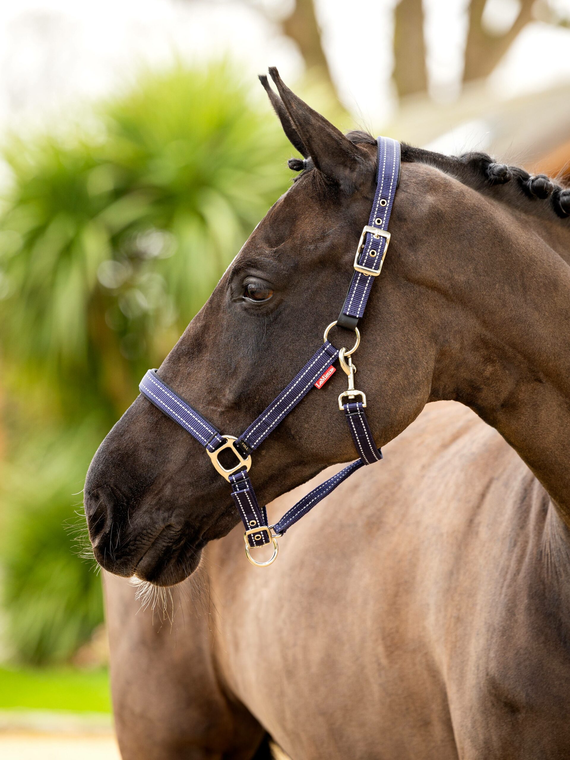 it04485_lifestyle_essentialyardheadcollar_navy_1-2