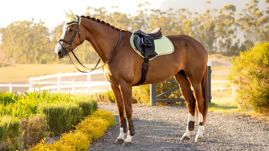 it08266_lifestyle_suedeccsquare_macaron_1