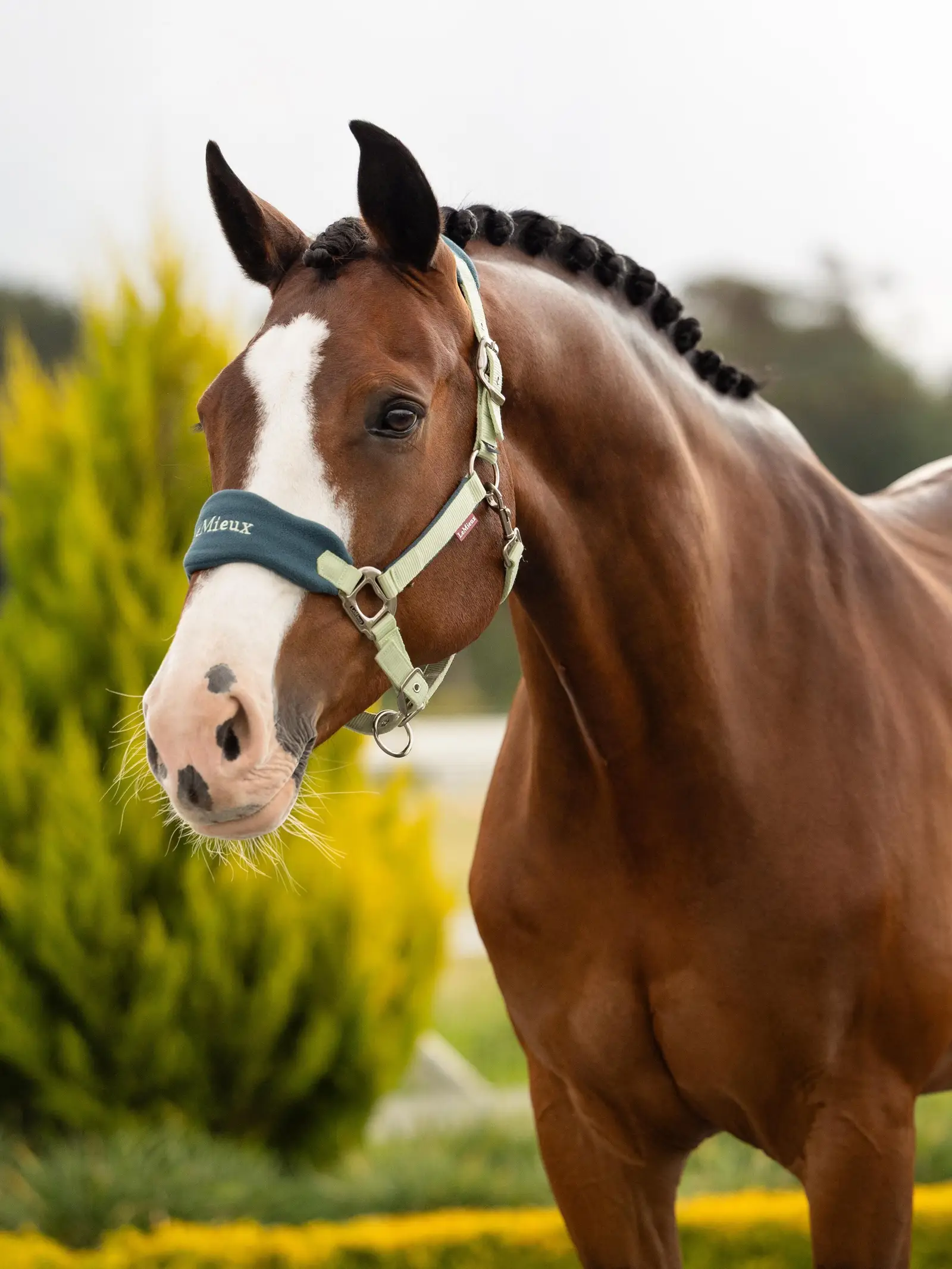 it08334_lifestyle_vogue_headcollar_macaron_01