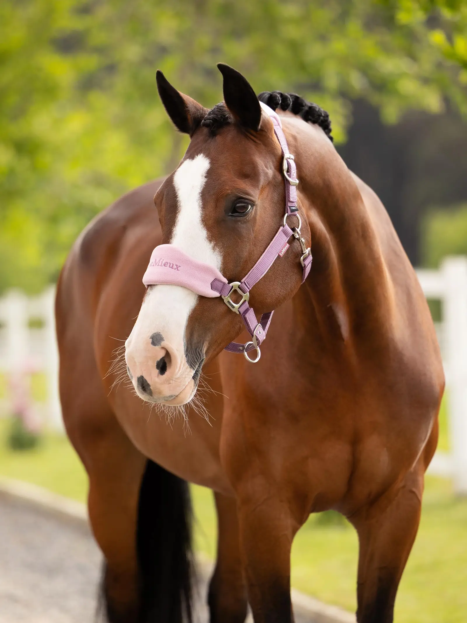it08336_lifestyle_vogueheadcollar_mallow_01
